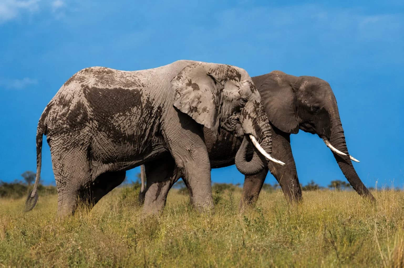 Investigation Launched Into Mysterious Elephant Deaths in Amboseli